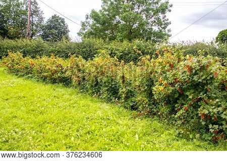 Freshly Grown Tayberrys