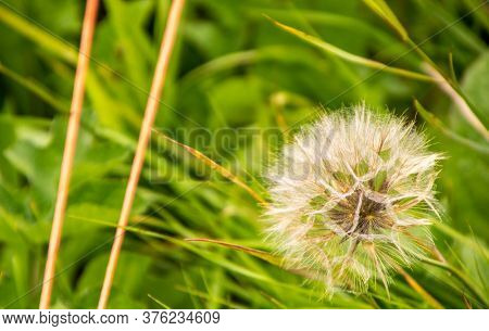 Large Dandelion Flower