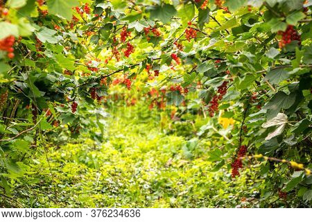 Freshly Grown Tayberrys