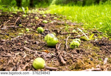 Freshly Grown Apples