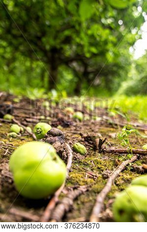 Freshly Grown Apples