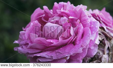 Pink Rose. Floral Background. Rose After Rain. Rose.