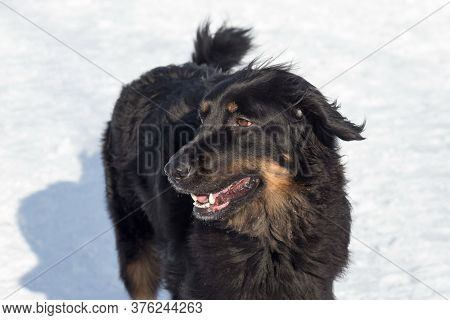 Portrait Of Cute Hovawart In The Winter Park. Pet Animals.