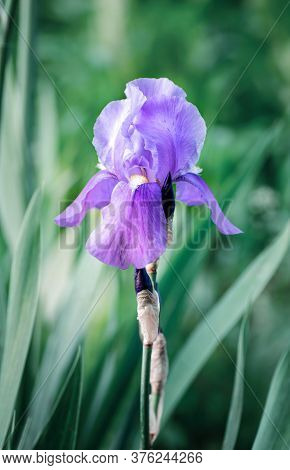 Single Flower Of Purple Iris On A Green Background. Close Up. Vertical Frame.