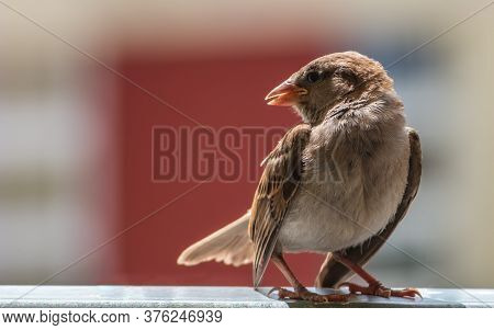 Chick Sparrow (passer Domesticus) Standing At The Balcony Railing. Creamy Blurred Background.