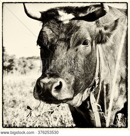 Cow With Clover In Mouth, Old Photo.
