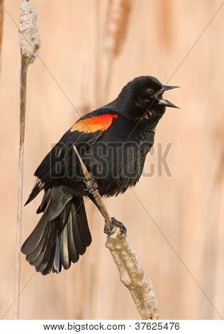 Chiamata primavera rosso – alato Merlo