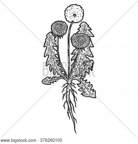 Botany, Dandelion Plant With Root. Isolated Object. Sketch Scratch Board Imitation.