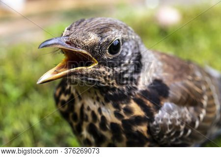 Young Thrush Bird Out Of Town On Green Grass. Open Beak Thrush. Wild Nature. Macro
