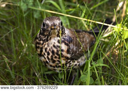 Young Thrush Bird Out Of Town On Green Grass. Open Beak Thrush. Wild Nature. Macro