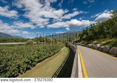 Bicycle Lane And Apple Orchard In The Sarca Valley (valle Del Sarca). Trento Province, Trentino Alto