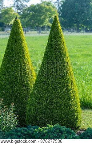 Well Groomed Green Conical Thuja Coniferous Trees In Garden