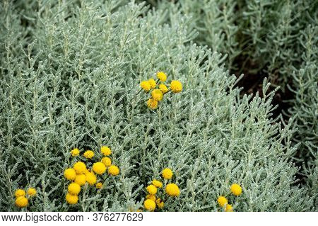 Botanical Collection Of Decorative And Perfumery Plants, Santolina Chamaecyparissus Or  Cotton Laven