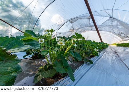 Cultivation Of Strawberry Fruits Using The Plasticulture Method, Plants Growing On Plastic Mulch In 