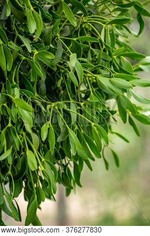 Botanical Collection Of Medicinal Or Decorative Plants And Herbs, Viscum Album Or European Mistletoe
