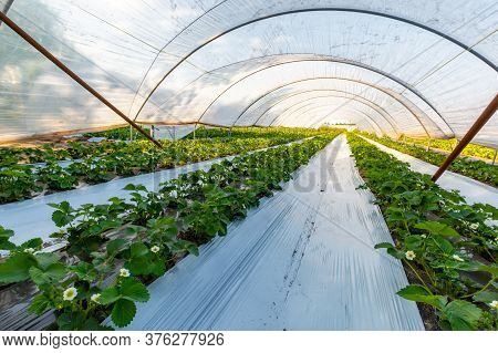 Cultivation Of Strawberry Fruits Using The Plasticulture Method, Plants Growing On Plastic Mulch In 