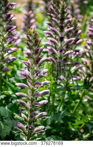 Botanical Collection Of Decorative Garden Plants And Herbs, Acanthus Mollis, Or Bear's Breeches, Sea