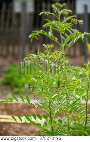 Botanical Collection Of Medicinal And Edible Plants And Herbs, Liquorice (or Licorice, Glycyrrhiza G