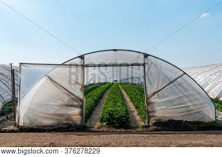 Cultivation Of Strawberry Fruits Using The Plasticulture Method, Plants Growing On Plastic Mulch In 