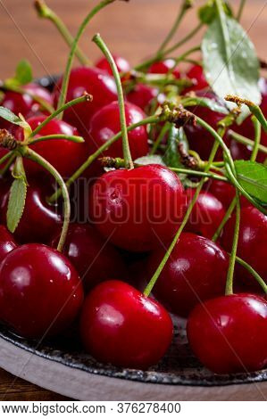 New Harvest Of Red Ripe Juicy Sour Cherry Or Kriek Berry