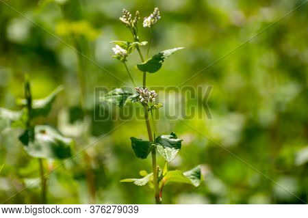 Botanical Collection Of Edible Plants And Herbs, Buckwheat , Fagopyrum Esculentum, Or Common Buckwhe