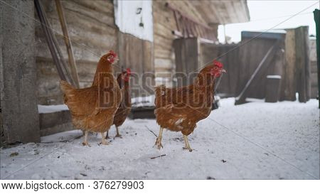 Red Hens Carry Hens In The Yard In Winter. Animal Winter Life With Hens In Red And Orange Feathers S