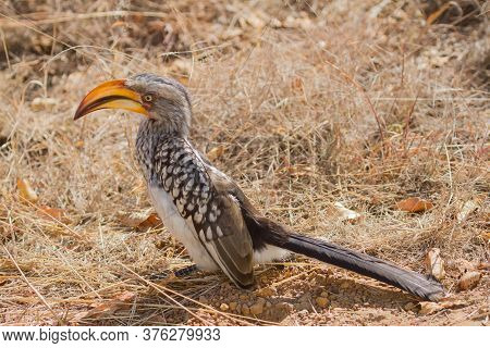 Southern Yellow-billed Hornbill Closeup (tockus Leucomelas) Foraging On The Ground For Insects In So