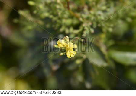 Oregon Grape Flowers - Latin Name - Berberis Aquifolium (mahonia Aquifolium)