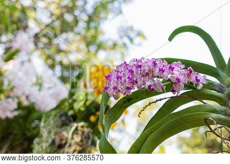 Purple And White Orchids Flower On A Green And White Bokeh Background.orchid Flowers Taken At An Exh