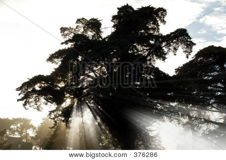 Treelight