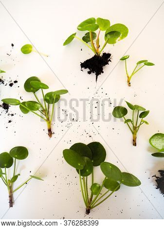 Cuttings From A Pilea Peperomioides Or Pancake Plant On A White Background