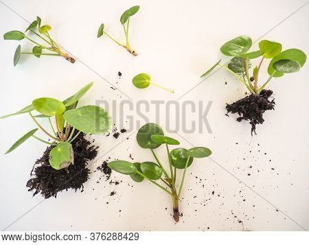 Cuttings From A Pilea Peperomioides Or Pancake Plant On A White Background