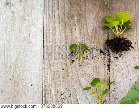 Cuttings From A Pilea Peperomioides Or Pancake Plant On A Wooden Background