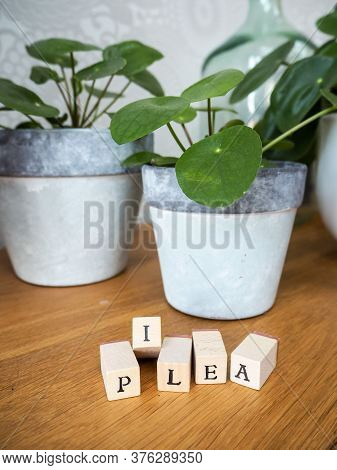 Missionary Plant Or Pilea Peperomioides On A Wooden Table With Lettering Cubes