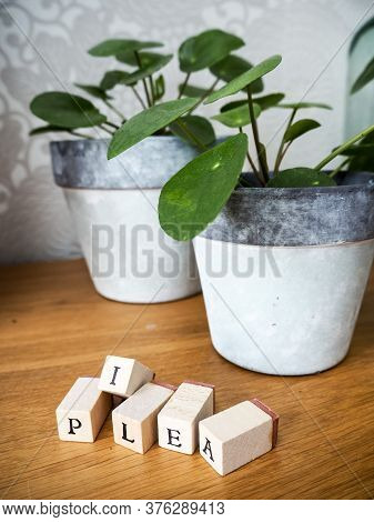 Missionary Plant Or Pilea Peperomioides On A Wooden Table With Lettering Cubes