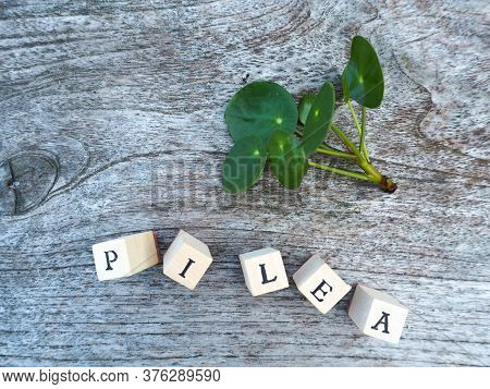 Cutiing From A Pancake Plant Or Pilea Peperomioides On A Wooden Board Background