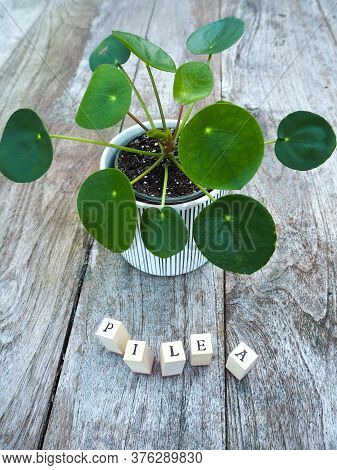 Pancake Plant Or Pilea Peperomioides On A Wooden Table