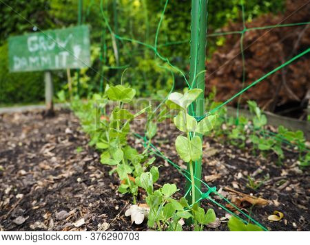 Small Pea Seedlings Planted At Home In Rows With A Sign Saying ' Grow Dammit!' Next To It As An Enco