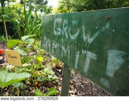 Growing Strawberries At Home In The Garden In Late Spring With A Sign Saying ' Grow Dammit!' Next To