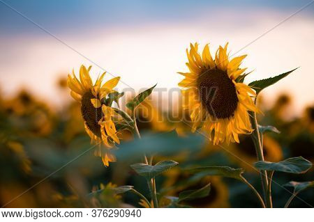 Field Of Blooming Sunflowers On A Background Sunset
