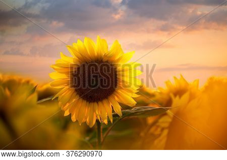Field Of Blooming Sunflowers On A Background Sunset