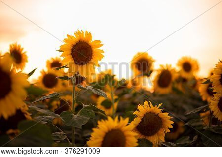 Field Of Blooming Sunflowers On A Background Sunset