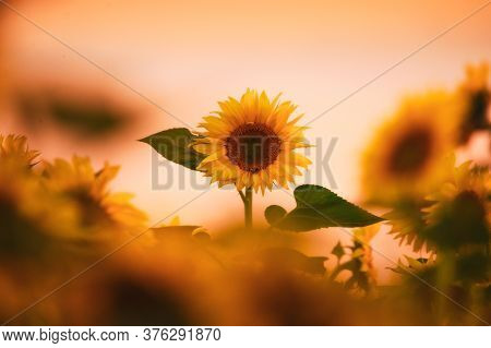 Field Of Blooming Sunflowers On A Background Sunset