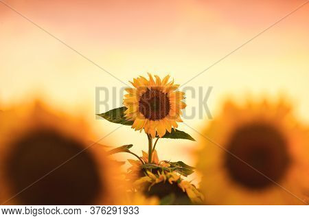 Field Of Blooming Sunflowers On A Background Sunset
