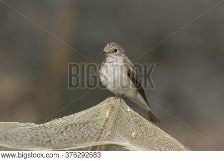 A wild bird on the fishing net at very uncommon perch .