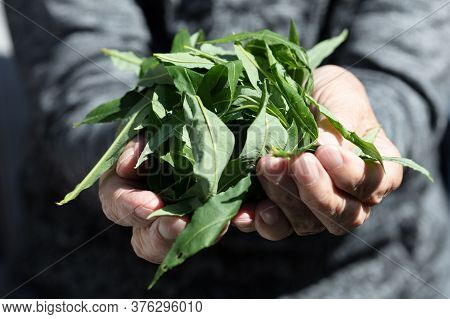 Close-up, In The Hands Of The Leaves Of Willow Tea. Hands Of The Old Woman. Healthy Tea, Palm Tea. H