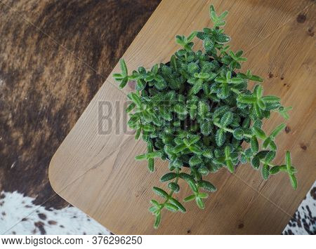 South African Pickle Plant Or Delosperma Echinatum On A Wooden Background