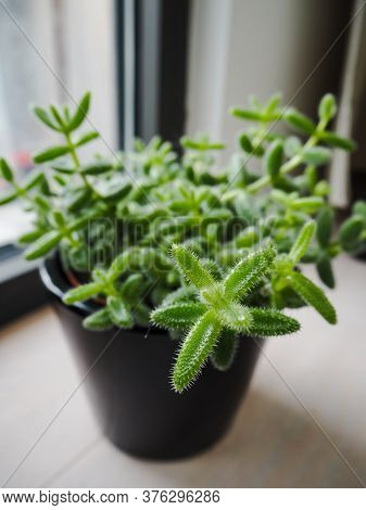Barrel-shaped Green Leaves With Fine White Hairs From The Pickle Plant Or Delosperma Echinatum