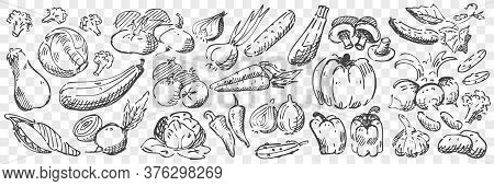 Hand Drawn Vegetables Doodle Set. Collection Of Pencil Pen Chalk Drawing Sketches Of Pepper Pumpkin 
