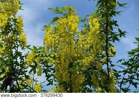 Dozens Of Yellow Flowers Of Laburnum Anagyroides Against Blue Sky In Mid May